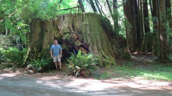 Dave standing by the stump of a redwood.